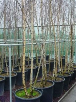 Meerstammige Berk (Betula Pendula) -Green Roots Exporteren Winkel 041betulapendulameerstammmig 4