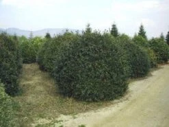 Camelia (Camellia Sasanqua) -Green Roots Exporteren Winkel 057camelliasasanquabol 45 9