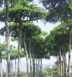 Ceder Als Dakboom (Cedrus Deodara 'Pendula') -Green Roots Exporteren Winkel 077cedrusdeodarapenduladakvorm 3