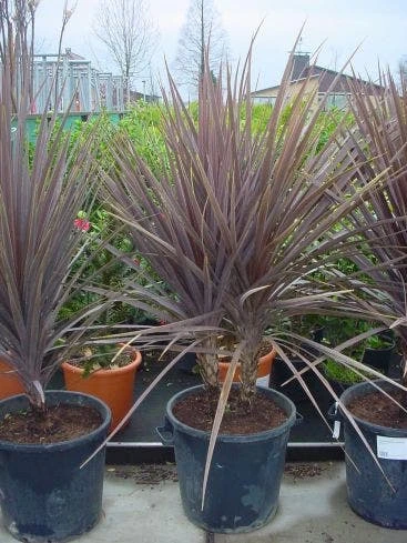 Cordyline (Cordyline Australis 'Atropurpurea') 2 Cordyline (Cordyline Australis 'Atropurpurea') - Afbeelding 2