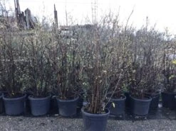 Winterzoet (Chimonanthus Praecox) -Green Roots Exporteren Winkel 10