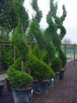 Leylandcipres Als Spiraal (Cupressocyparis Leylandii 'Castlewellan Gold' ) -Green Roots Exporteren Winkel 102cupr.leyl .castlew.goldspiraal 9