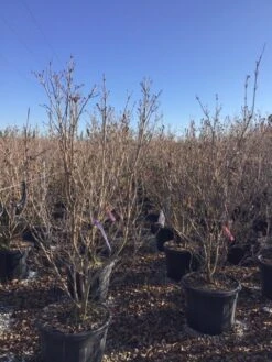 Kornoelje (Cornus Kousa 'Schmetterling') -Green Roots Exporteren Winkel 12