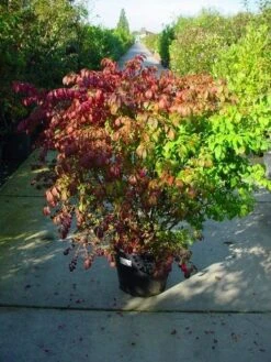 Kardinaalshoed (Euonymus Alatus) -Green Roots Exporteren Winkel 126euonymusalatussolt 55 11