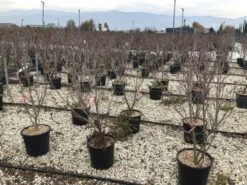 Kornoelje (Cornus Kousa 'Schmetterling') -Green Roots Exporteren Winkel 13