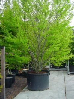 Varenbeuk (Fagus Syvatica 'Asplenifolia' ) -Green Roots Exporteren Winkel 132fagussyl.asplenifoliasolt 6