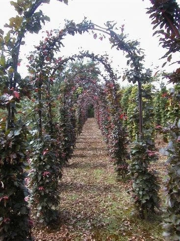 Rode Beukenboog (Fagus Sylvatica 'Atropunicea' ) 2 Rode Beukenboog (Fagus Sylvatica 'Atropunicea' ) - Afbeelding 2