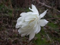 Beverboom (Magnolia Loebneri 'Wildcat') 5 Beverboom (Magnolia Loebneri 'Wildcat') -Green Roots Exporteren Winkel 139895 2 x loebneri wildcat 319 1