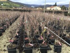 Kornoelje (Cornus Kousa 'Schmetterling') -Green Roots Exporteren Winkel 14