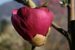 Beverboom (Magnolia 'Black Tulip') -Green Roots Exporteren Winkel 140666 1 m black tulip 385