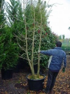 Japanse Notenboom, Meerstammig (Ginkgo Biloba) -Green Roots Exporteren Winkel 148ginkgobilobameerstammig 4 2