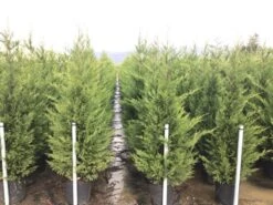 Haagconifeer (Cupressocyparis Leylandii 'Vito') -Green Roots Exporteren Winkel 15 1