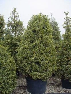Hulst (Ilex Aquifolium 'Silver Queen') -Green Roots Exporteren Winkel 162ilexaquif.silverqueen 5 1
