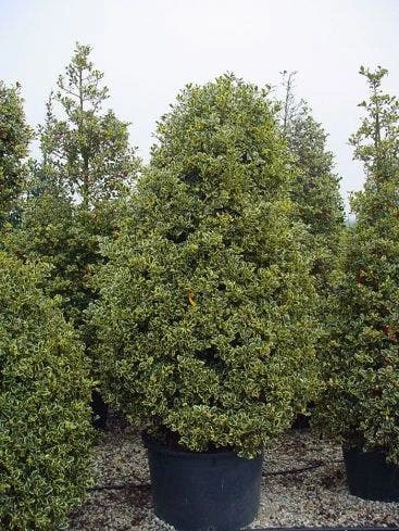 Hulst (Ilex Aquifolium 'Silver Queen') 6 Hulst (Ilex Aquifolium 'Silver Queen') - Afbeelding 6
