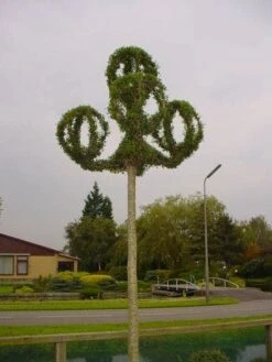 Lantaarnringen (Ligustrum Delavayanum)