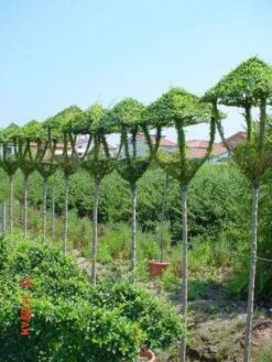 Lantaarn (Ligustrum Delavayanum)