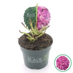 Hortensia (Hydrangea Black Diamonds Red Angel Purple) -Green Roots Exporteren Winkel 1 4 2