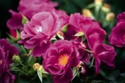 Roos (Rosa 'Rhapsody In Blue') -Green Roots Exporteren Winkel 20060518170440 1 1