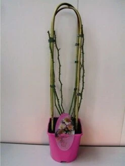 Nieuwe uitgaven -Green Roots Exporteren Winkel 20060522130109 1