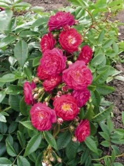 Miniklimroos (Rosa 'Perennial Blue') -Green Roots Exporteren Winkel 20060522131138 1