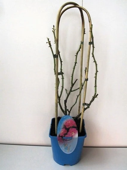 Klimroos (Rosa 'Grand Hotel') 1 Klimroos (Rosa 'Grand Hotel')