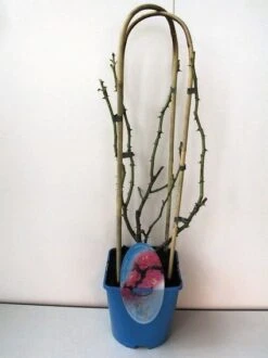 Klimroos (Rosa 'Grand Hotel')