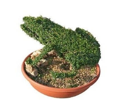 Frog (Ligustrum Delavayanum) 1 Frog (Ligustrum Delavayanum)