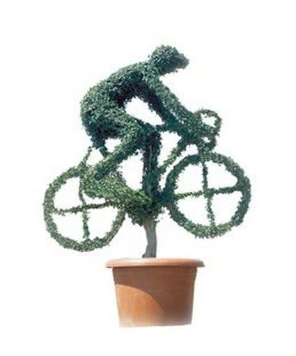 Cyclist (Ligustrum Delavayanum) 1 Cyclist (Ligustrum Delavayanum)