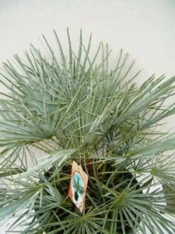 Dwergpalm (Chamaerops Humilis 'Cerifera') -Green Roots Exporteren Winkel 20060719133839 2 1