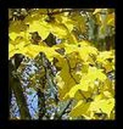 Colchische Esdoorn (Acer Cappadocicum 'Aureum') 1 Colchische Esdoorn (Acer Cappadocicum 'Aureum')