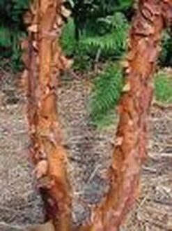 Papieresdoorn (Acer Griseum) -Green Roots Exporteren Winkel 20070629145511 5