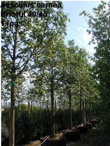 Kastanjeboom (Aesculus Carnea 'Briotii') 1 Kastanjeboom (Aesculus Carnea 'Briotii')