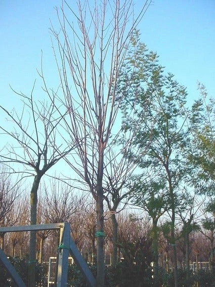 Rode Esdoorn (Acer Rubrum 'Scanlon') 1 Rode Esdoorn (Acer Rubrum 'Scanlon')