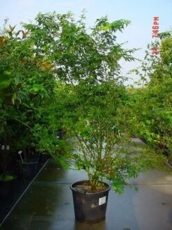 Japanse Esdoorn (Acer Palmatum) -Green Roots Exporteren Winkel 20070701212919 11