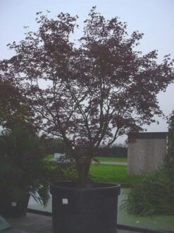 Japanse Esdoorn (Acer Palmatum 'Bloodgood') -Green Roots Exporteren Winkel 20070701222051 12 1