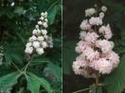 Paardenkastanje (Aesculus Hippocastanum 'Baumannii') -Green Roots Exporteren Winkel 20070702095331 17