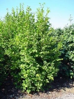 Camelia (Camellia Sasanqua) -Green Roots Exporteren Winkel 20070711001711 18 9 9