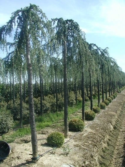 Treurceder (Cedrus Deodara 'Pendula') 1 Treurceder (Cedrus Deodara 'Pendula')