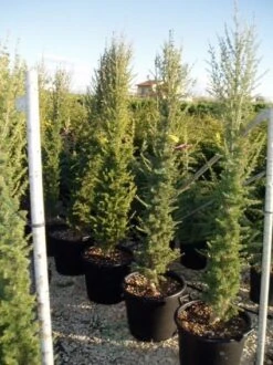 Zuilvormige Ceder (Cedrus Libani 'Fastigiata') 26 Zuilvormige Ceder (Cedrus Libani 'Fastigiata') -Green Roots Exporteren Winkel 20070814180447 10