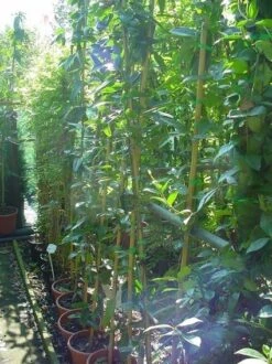 Bosrank, Groenblijvend (Clematis Armandii) -Green Roots Exporteren Winkel 20070814193958 5 1