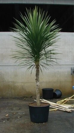 Cordyline (Cordyline Australis) -Green Roots Exporteren Winkel 20070816135339 8 1