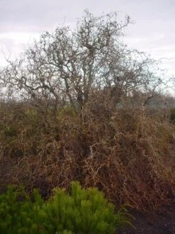 Kronkelhazelaar (Corylus Avellana 'Contorta') -Green Roots Exporteren Winkel 20070817145524 35 7