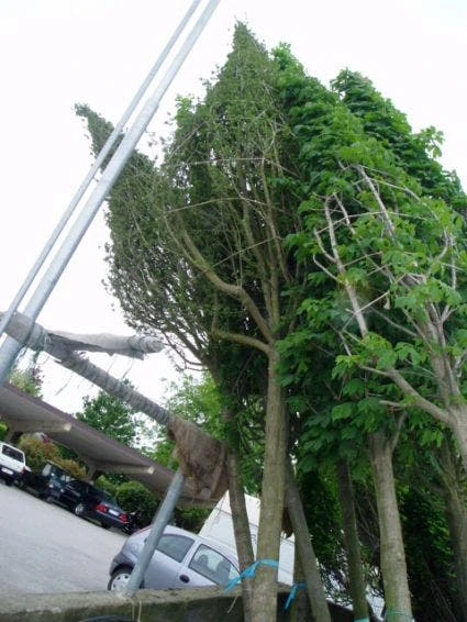 Meidoorn Als Boom (Crataegus Monogyna 'Stricta') 2 Meidoorn Als Boom (Crataegus Monogyna 'Stricta') - Afbeelding 2