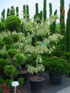 Reuzenkornoelje (Cornus Controversa 'Variegata') -Green Roots Exporteren Winkel 20070903144245 7