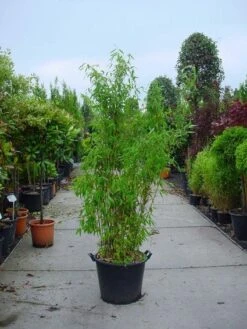 Niet Woekerende Bamboe (Fargesia Murieliae 'Jumbo')