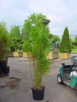 Niet Woekerende Bamboe (Fargesia 'Great Wall') -Green Roots Exporteren Winkel 20070905151255 7 1