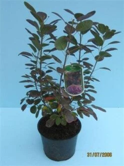 Pruikenboom Als Struik (Cotinus Coggygria 'Royal Purple') 12 Pruikenboom Als Struik (Cotinus Coggygria 'Royal Purple') -Green Roots Exporteren Winkel 20070905160525 15
