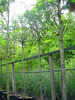 Kweepeer (Cydonia Oblonga) -Green Roots Exporteren Winkel 20070907160839 5 1