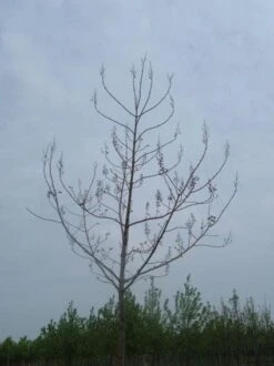 Anna Paulownaboom (Paulownia Tomentosa) -Green Roots Exporteren Winkel 20071029000302 14