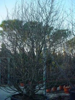 Perzisch IJzerhout Als Struik (Parrotia Persica) -Green Roots Exporteren Winkel 20071029100211 14